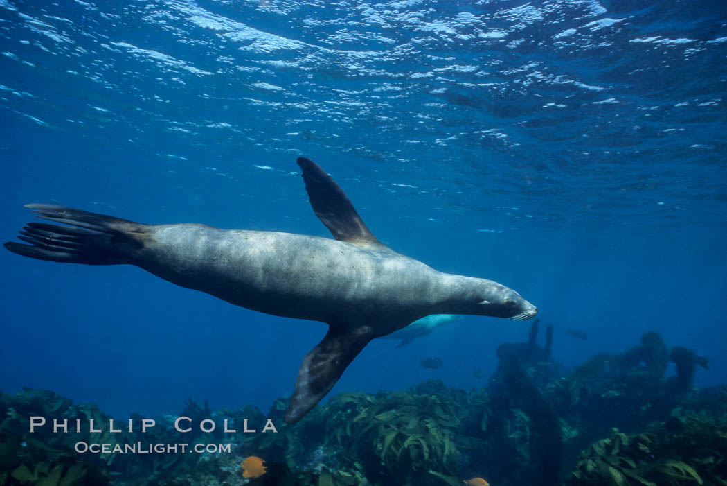 California sea lion. Santa Barbara Island, USA, Zalophus californianus, natural history stock photograph, photo id 03052