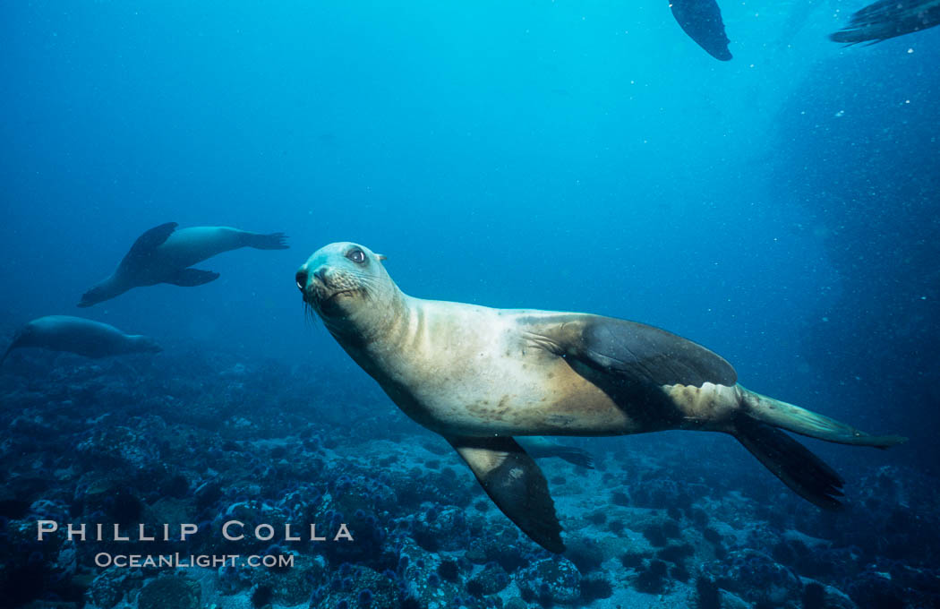 California sea lion, Webster Point rookery. Santa Barbara Island, USA, Zalophus californianus, natural history stock photograph, photo id 03804