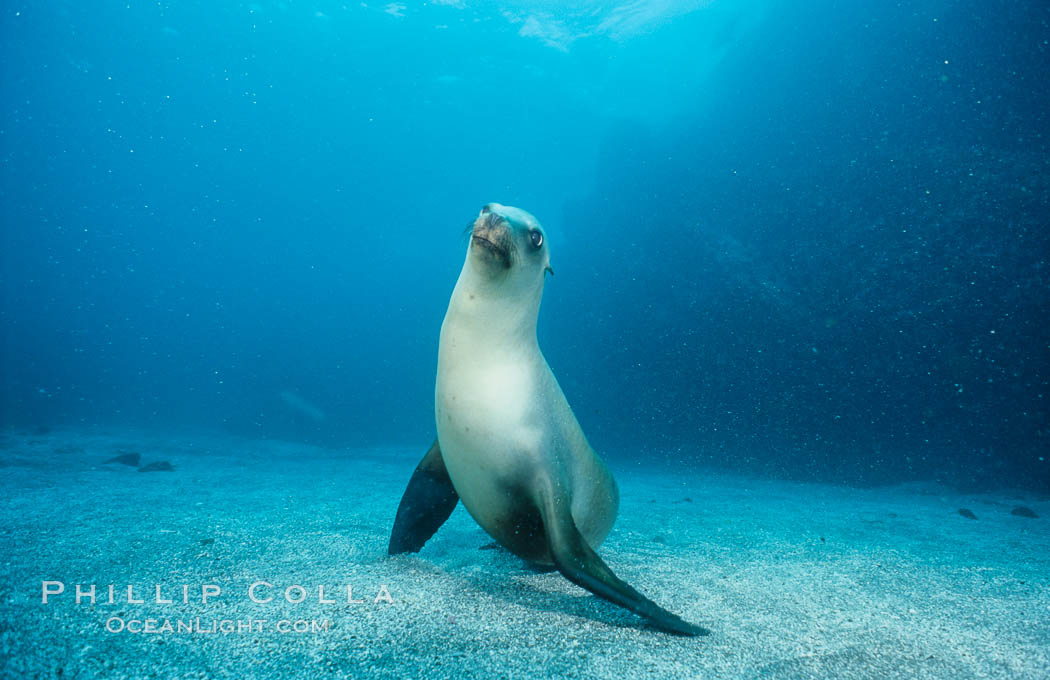 California sea lion, Webster Point rookery. Santa Barbara Island, USA, Zalophus californianus, natural history stock photograph, photo id 03808