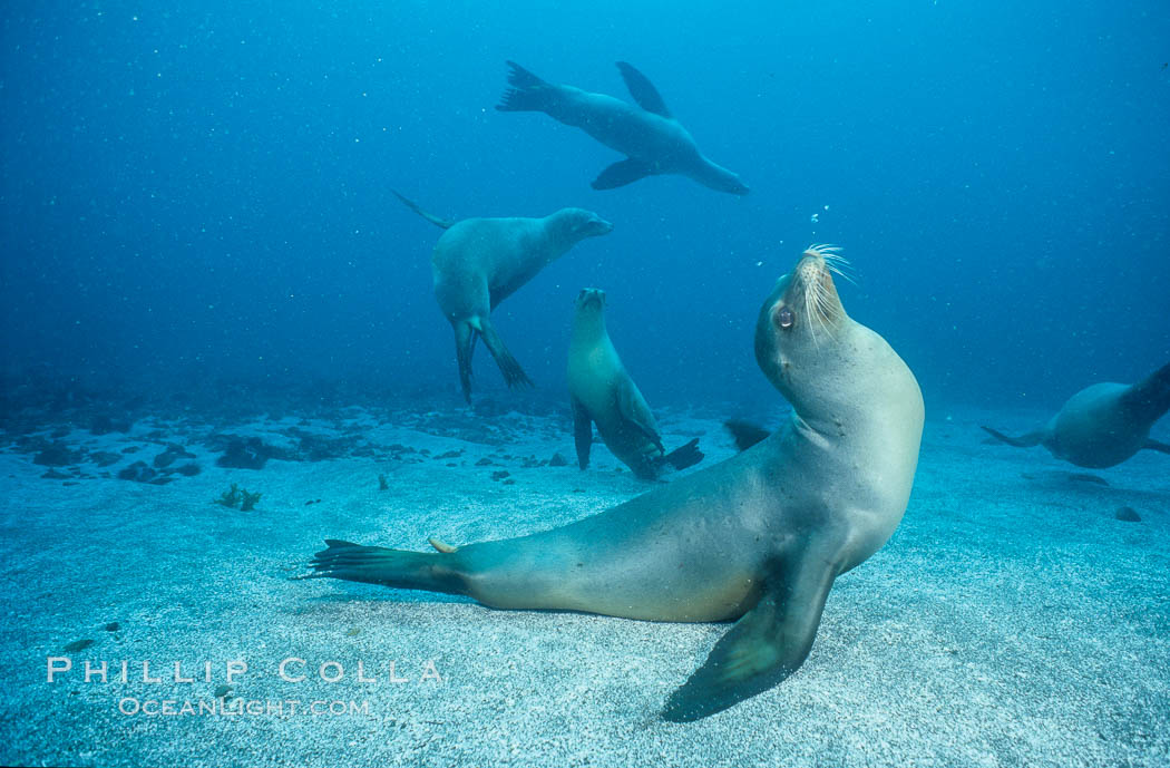 California sea lion, Webster Point rookery. Santa Barbara Island, USA, Zalophus californianus, natural history stock photograph, photo id 03812