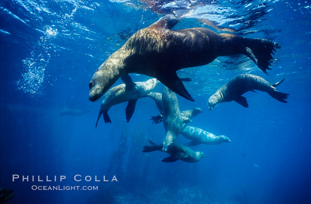 California sea lions, socializing/resting, Webster Point rookery, Santa Barbara Island, Channel Islands National Marine Sanctuary. USA, Zalophus californianus, natural history stock photograph, photo id 06284