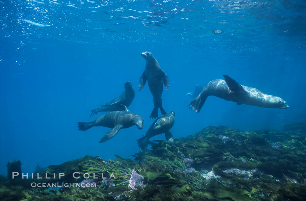 California sea lions, socializing/resting, Webster Point rookery, Santa Barbara Island, Channel Islands National Marine Sanctuary. USA, Zalophus californianus, natural history stock photograph, photo id 06292