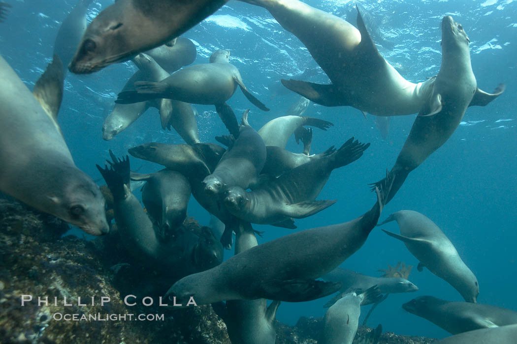 California sea lions, underwater at Santa Barbara Island.  Santa Barbara Island, 38 miles off the coast of southern California, is part of the Channel Islands National Marine Sanctuary and Channel Islands National Park.  It is home to a large population of sea lions. USA, Zalophus californianus, natural history stock photograph, photo id 23504