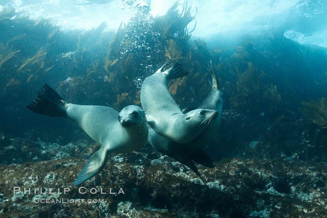 California sea lions, underwater at Santa Barbara Island.  Santa Barbara Island, 38 miles off the coast of southern California, is part of the Channel Islands National Marine Sanctuary and Channel Islands National Park.  It is home to a large population of sea lions. USA, Zalophus californianus, natural history stock photograph, photo id 23532