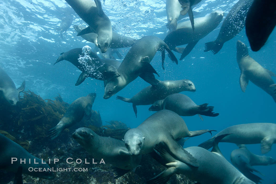 California sea lions, underwater at Santa Barbara Island.  Santa Barbara Island, 38 miles off the coast of southern California, is part of the Channel Islands National Marine Sanctuary and Channel Islands National Park.  It is home to a large population of sea lions. USA, Zalophus californianus, natural history stock photograph, photo id 23540