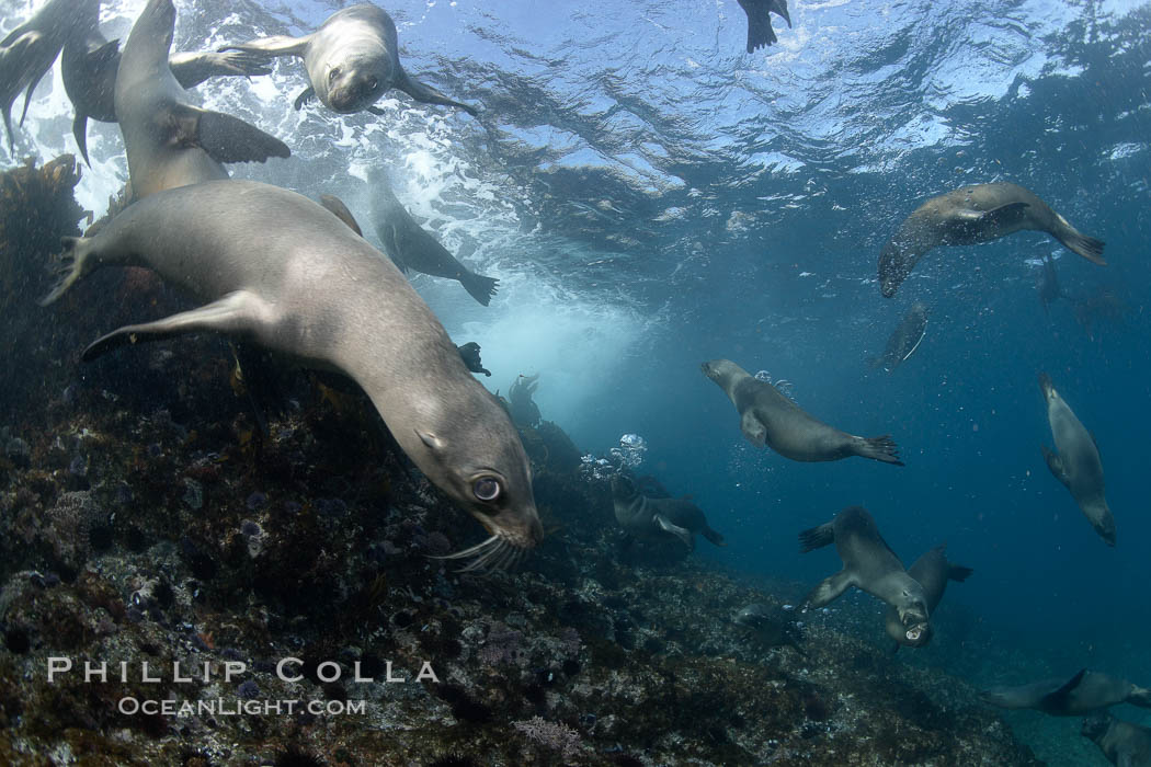 California sea lions, underwater at Santa Barbara Island.  Santa Barbara Island, 38 miles off the coast of southern California, is part of the Channel Islands National Marine Sanctuary and Channel Islands National Park.  It is home to a large population of sea lions. USA, Zalophus californianus, natural history stock photograph, photo id 23548