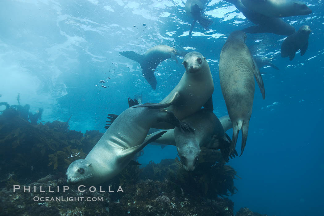 California sea lions, underwater at Santa Barbara Island.  Santa Barbara Island, 38 miles off the coast of southern California, is part of the Channel Islands National Marine Sanctuary and Channel Islands National Park.  It is home to a large population of sea lions. USA, Zalophus californianus, natural history stock photograph, photo id 23576