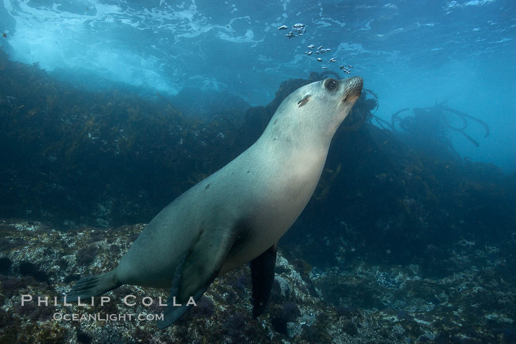 California sea lion, underwater at Santa Barbara Island.  Santa Barbara Island, 38 miles off the coast of southern California, is part of the Channel Islands National Marine Sanctuary and Channel Islands National Park.  It is home to a large population of sea lions. USA, Zalophus californianus, natural history stock photograph, photo id 23580