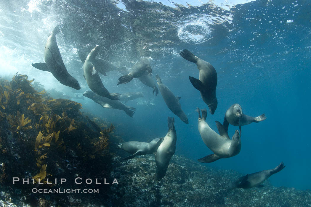 California sea lions, underwater at Santa Barbara Island.  Santa Barbara Island, 38 miles off the coast of southern California, is part of the Channel Islands National Marine Sanctuary and Channel Islands National Park.  It is home to a large population of sea lions. USA, Zalophus californianus, natural history stock photograph, photo id 23584