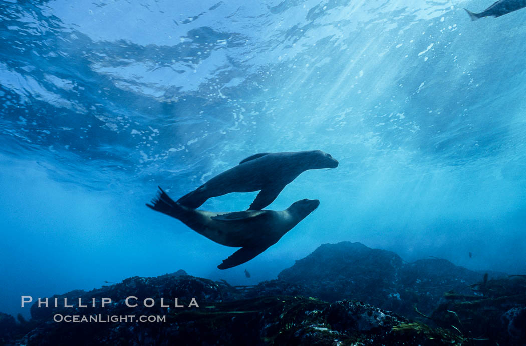 California sea lion. Santa Barbara Island, USA, Zalophus californianus, natural history stock photograph, photo id 00643