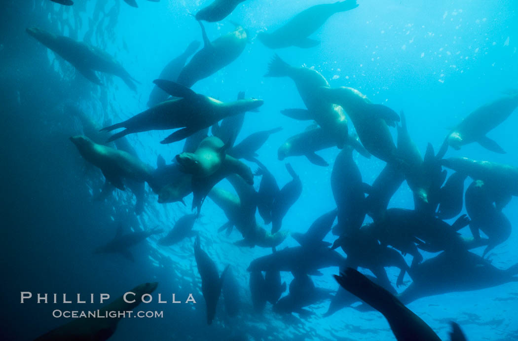 California sea lions. Laguna Beach, USA, Zalophus californianus, natural history stock photograph, photo id 00955