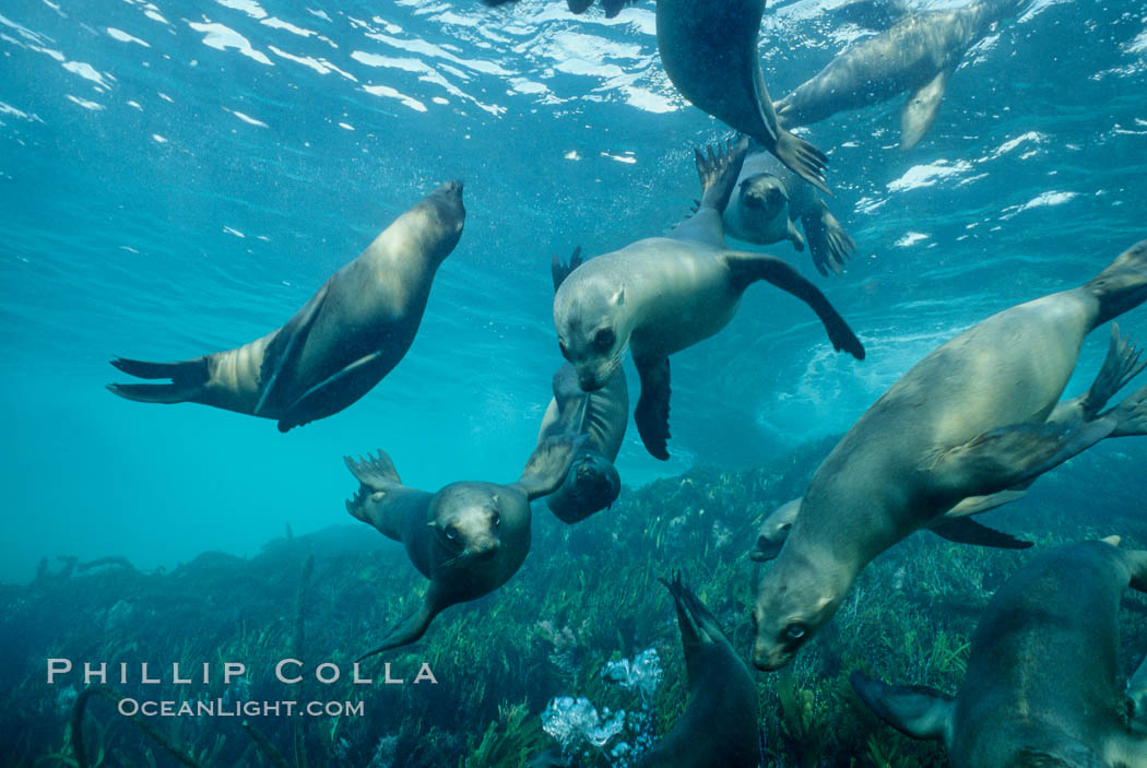 California sea lions swim and socialize over a kelp-covered rocky reef, underwater at San Clemente Island in California's southern Channel Islands. USA, Zalophus californianus, natural history stock photograph, photo id 02031