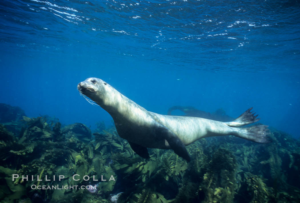 California sea lion. Santa Barbara Island, USA, Zalophus californianus, natural history stock photograph, photo id 02951