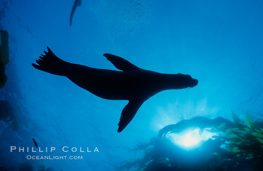 California sea lion. San Nicholas Island, USA, Zalophus californianus, natural history stock photograph, photo id 02959