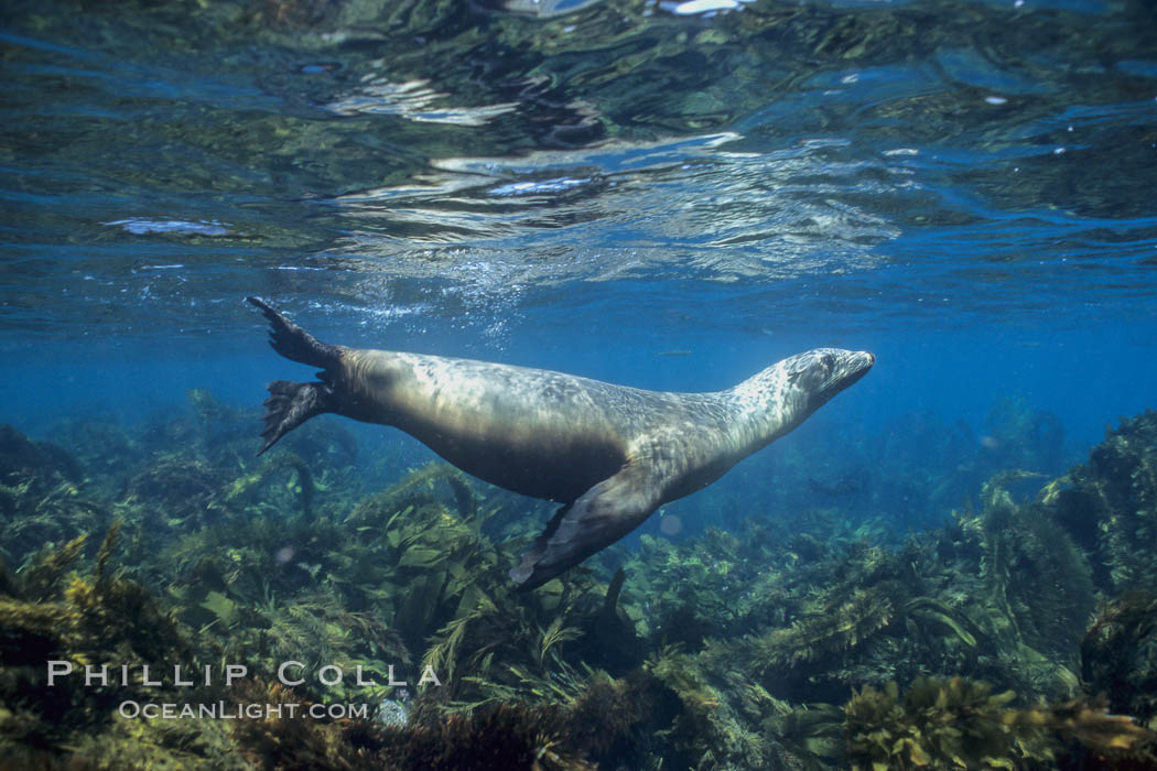 California sea lion. Santa Barbara Island, USA, Zalophus californianus, natural history stock photograph, photo id 03099