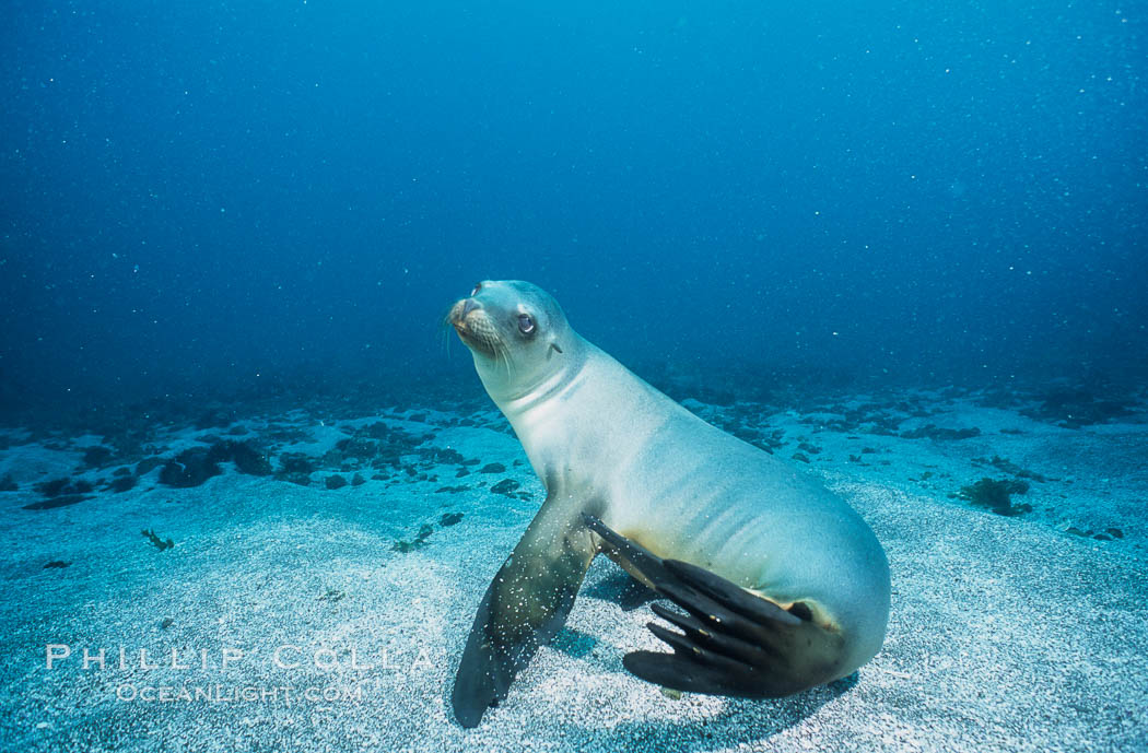 California sea lion, Webster Point rookery. Santa Barbara Island, USA, Zalophus californianus, natural history stock photograph, photo id 03803