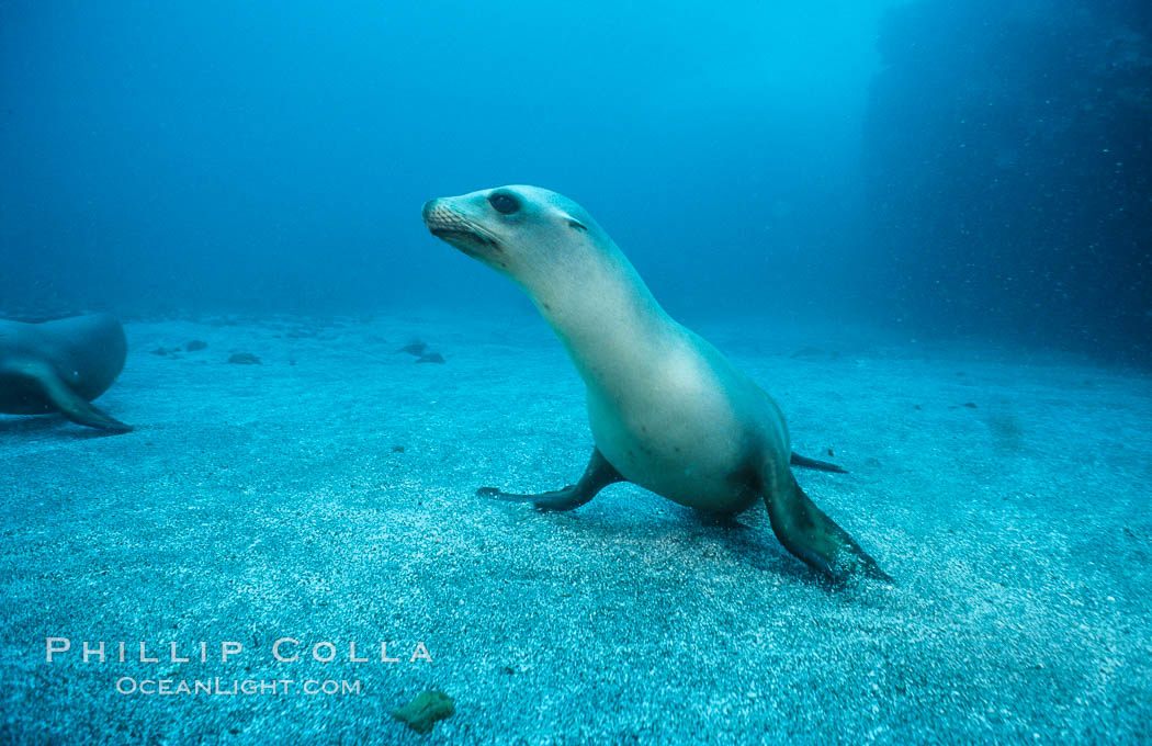 California sea lion, Webster Point rookery. Santa Barbara Island, USA, Zalophus californianus, natural history stock photograph, photo id 03807