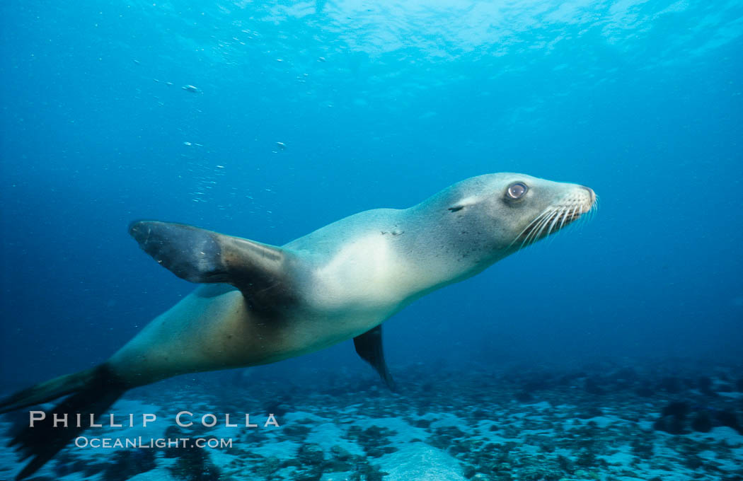 California sea lion, Webster Point rookery. Santa Barbara Island, USA, Zalophus californianus, natural history stock photograph, photo id 03811