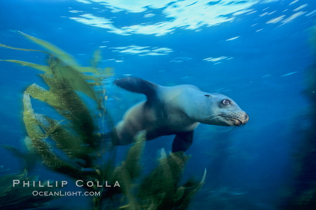 California sea lion. Santa Barbara Island, USA, Zalophus californianus, natural history stock photograph, photo id 04827