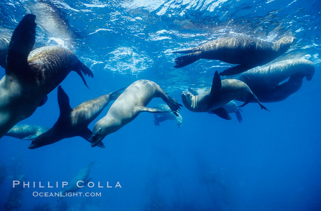 California sea lions, socializing/resting, Webster Point rookery, Santa Barbara Island, Channel Islands National Marine Sanctuary. USA, Zalophus californianus, natural history stock photograph, photo id 06287