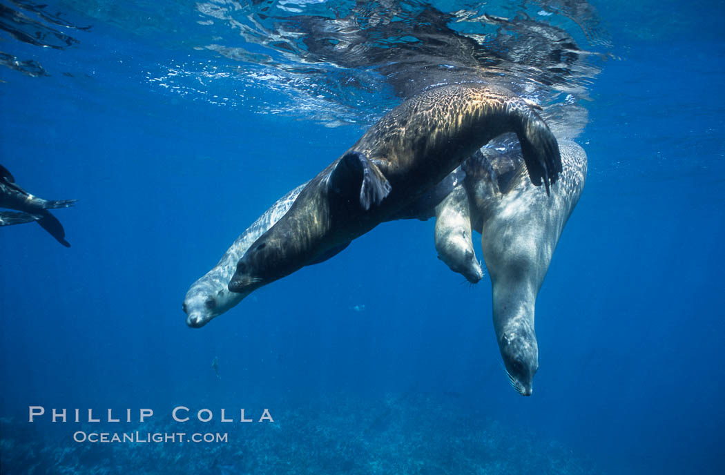 California sea lions, socializing/resting, Webster Point rookery, Santa Barbara Island, Channel Islands National Marine Sanctuary. USA, Zalophus californianus, natural history stock photograph, photo id 06291