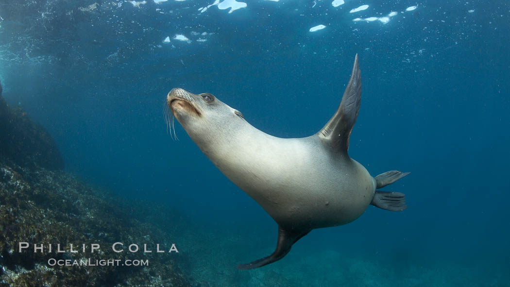 California sea lion, underwater at Santa Barbara Island.  Santa Barbara Island, 38 miles off the coast of southern California, is part of the Channel Islands National Marine Sanctuary and Channel Islands National Park.  It is home to a large population of sea lions. USA, Zalophus californianus, natural history stock photograph, photo id 23475
