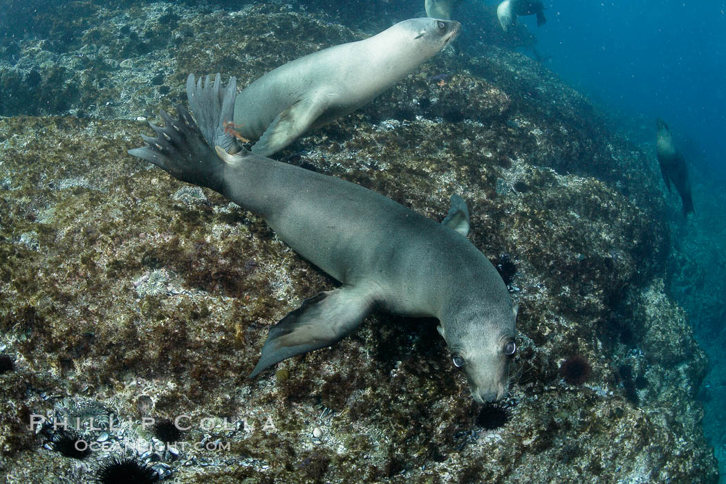 California sea lions, underwater at Santa Barbara Island.  Santa Barbara Island, 38 miles off the coast of southern California, is part of the Channel Islands National Marine Sanctuary and Channel Islands National Park.  It is home to a large population of sea lions. USA, Zalophus californianus, natural history stock photograph, photo id 23479