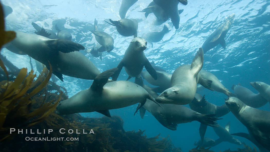 California sea lions, underwater at Santa Barbara Island.  Santa Barbara Island, 38 miles off the coast of southern California, is part of the Channel Islands National Marine Sanctuary and Channel Islands National Park.  It is home to a large population of sea lions. USA, Zalophus californianus, natural history stock photograph, photo id 23527