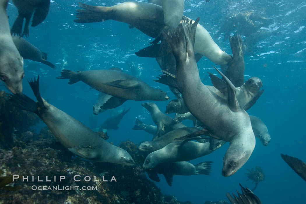 California sea lions, underwater at Santa Barbara Island.  Santa Barbara Island, 38 miles off the coast of southern California, is part of the Channel Islands National Marine Sanctuary and Channel Islands National Park.  It is home to a large population of sea lions. USA, Zalophus californianus, natural history stock photograph, photo id 23547