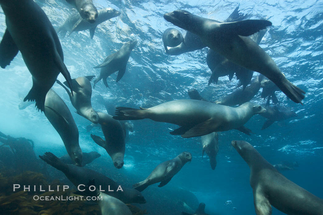 California sea lions, underwater at Santa Barbara Island.  Santa Barbara Island, 38 miles off the coast of southern California, is part of the Channel Islands National Marine Sanctuary and Channel Islands National Park.  It is home to a large population of sea lions. USA, Zalophus californianus, natural history stock photograph, photo id 23555