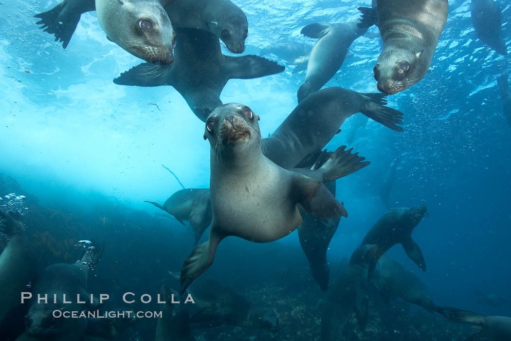 California sea lions, underwater at Santa Barbara Island.  Santa Barbara Island, 38 miles off the coast of southern California, is part of the Channel Islands National Marine Sanctuary and Channel Islands National Park.  It is home to a large population of sea lions. USA, Zalophus californianus, natural history stock photograph, photo id 23575