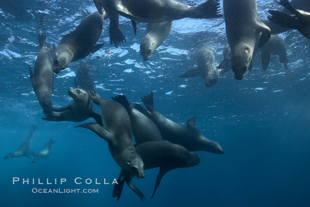 California sea lions, underwater at Santa Barbara Island.  Santa Barbara Island, 38 miles off the coast of southern California, is part of the Channel Islands National Marine Sanctuary and Channel Islands National Park.  It is home to a large population of sea lions. USA, Zalophus californianus, natural history stock photograph, photo id 23579