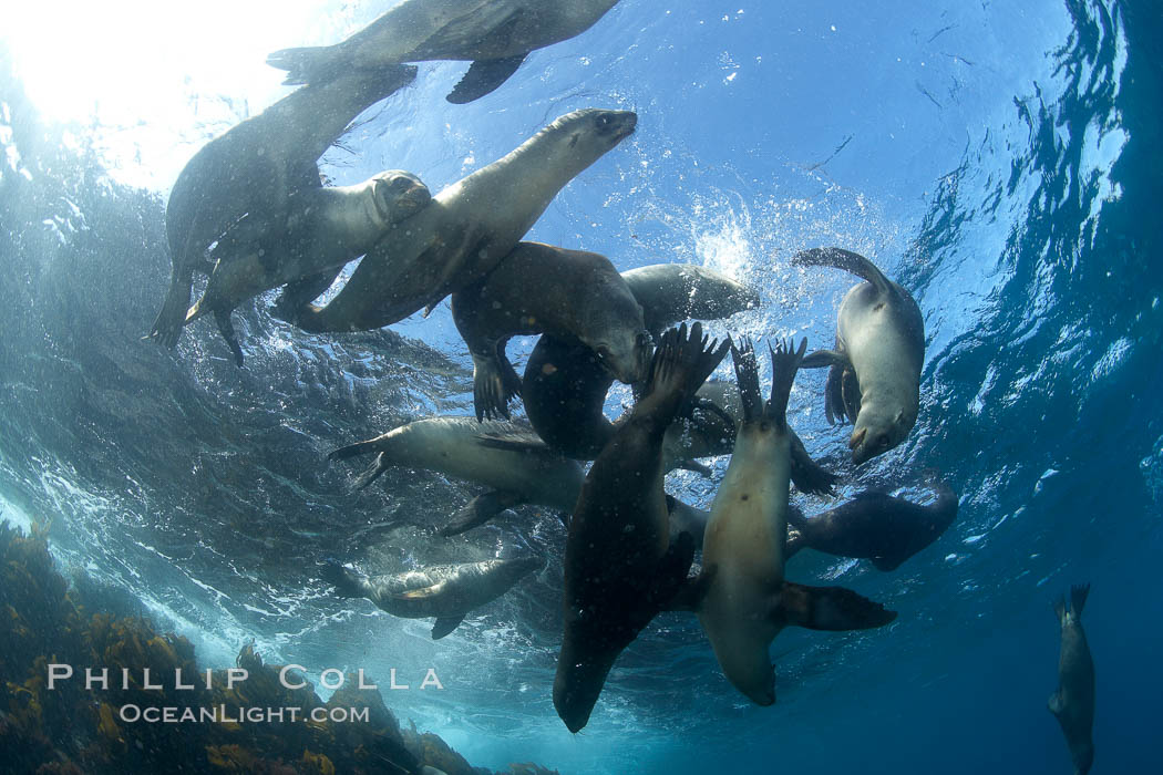 California sea lions, underwater at Santa Barbara Island.  Santa Barbara Island, 38 miles off the coast of southern California, is part of the Channel Islands National Marine Sanctuary and Channel Islands National Park.  It is home to a large population of sea lions. USA, Zalophus californianus, natural history stock photograph, photo id 23583