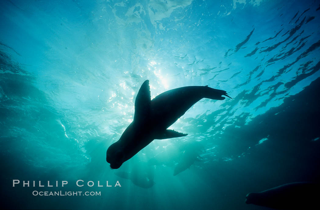 California sea lion. Laguna Beach, USA, Zalophus californianus, natural history stock photograph, photo id 00289