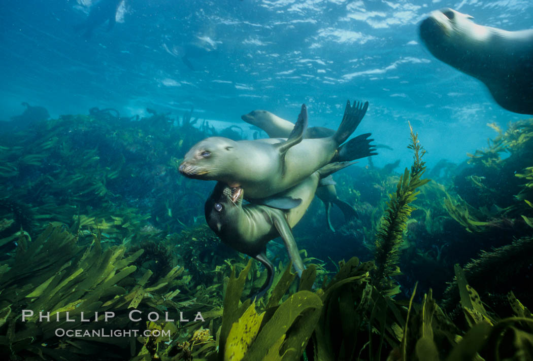 California sea lion. San Clemente Island, USA, Zalophus californianus, natural history stock photograph, photo id 02973