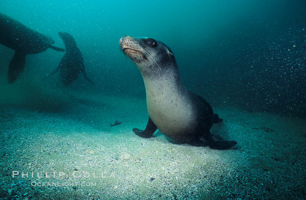 California sea lion. Laguna Beach, USA, Zalophus californianus, natural history stock photograph, photo id 02977