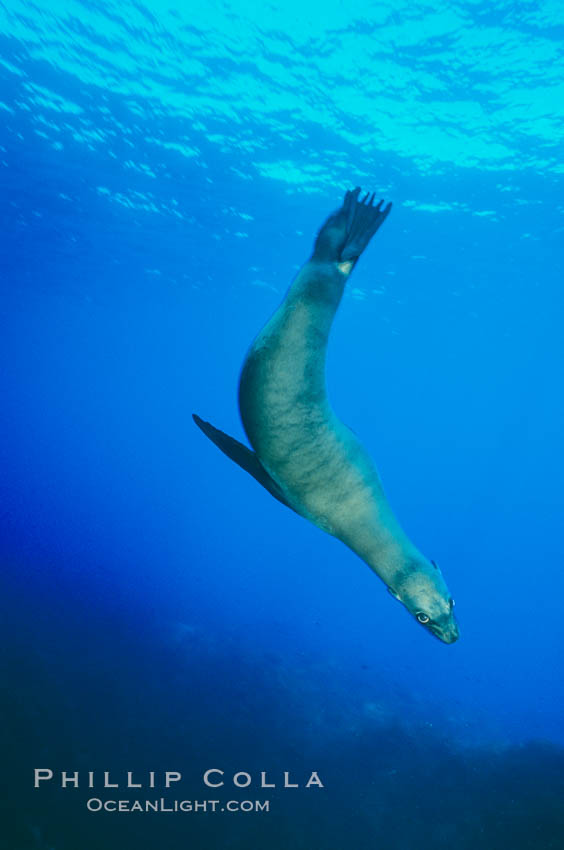 California sea lion. Santa Barbara Island, USA, Zalophus californianus, natural history stock photograph, photo id 03101