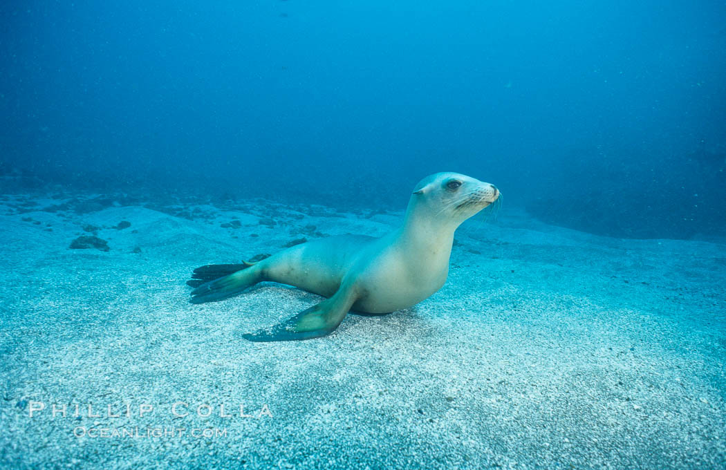 California sea lion, Webster Point rookery. Santa Barbara Island, USA, Zalophus californianus, natural history stock photograph, photo id 03805