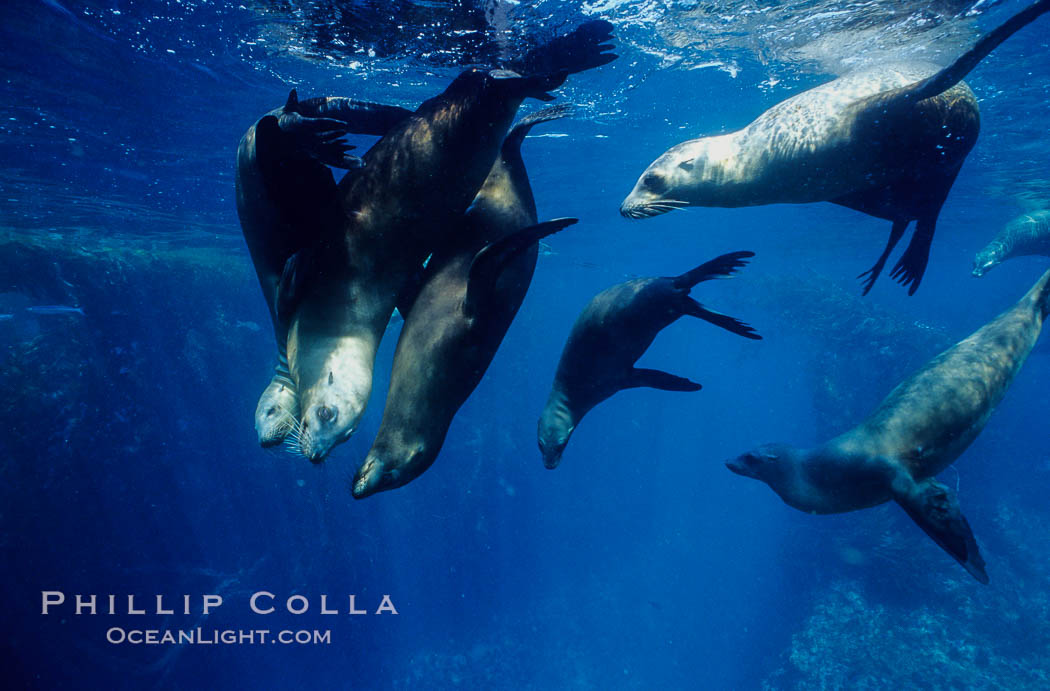 California sea lions, socializing/resting, Webster Point rookery, Santa Barbara Island, Channel Islands National Marine Sanctuary. USA, Zalophus californianus, natural history stock photograph, photo id 06285