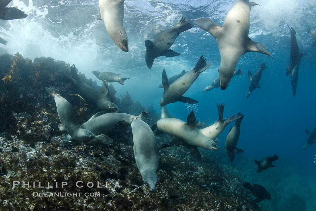 California sea lions, underwater at Santa Barbara Island.  Santa Barbara Island, 38 miles off the coast of southern California, is part of the Channel Islands National Marine Sanctuary and Channel Islands National Park.  It is home to a large population of sea lions. USA, Zalophus californianus, natural history stock photograph, photo id 23429