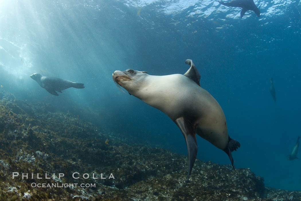 California sea lion, underwater at Santa Barbara Island.  Santa Barbara Island, 38 miles off the coast of southern California, is part of the Channel Islands National Marine Sanctuary and Channel Islands National Park.  It is home to a large population of sea lions. USA, Zalophus californianus, natural history stock photograph, photo id 23433