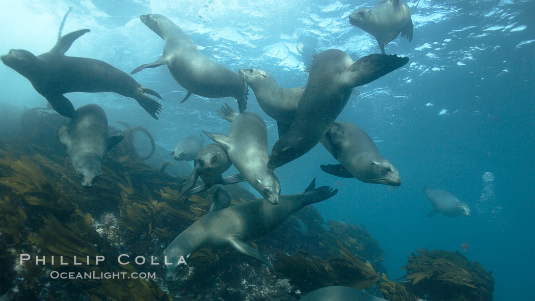 California sea lions, underwater at Santa Barbara Island.  Santa Barbara Island, 38 miles off the coast of southern California, is part of the Channel Islands National Marine Sanctuary and Channel Islands National Park.  It is home to a large population of sea lions. USA, Zalophus californianus, natural history stock photograph, photo id 23453