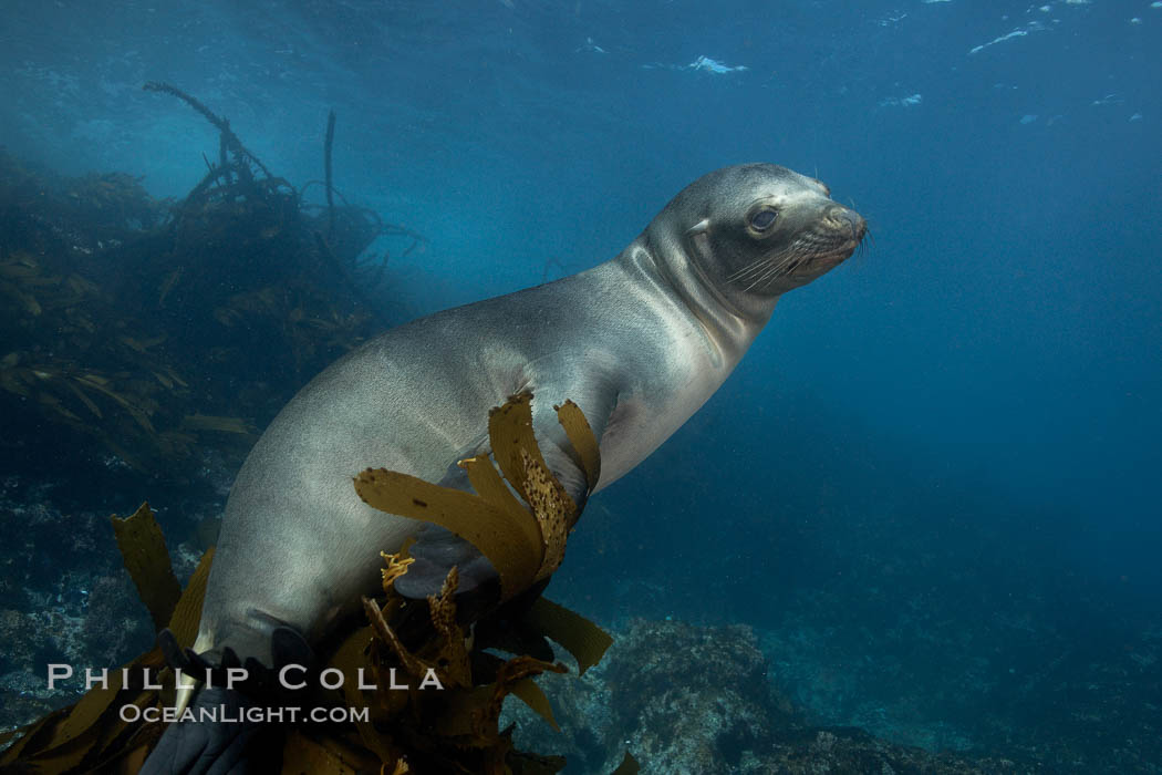 California sea lion, underwater at Santa Barbara Island.  Santa Barbara Island, 38 miles off the coast of southern California, is part of the Channel Islands National Marine Sanctuary and Channel Islands National Park.  It is home to a large population of sea lions. USA, Zalophus californianus, natural history stock photograph, photo id 23485