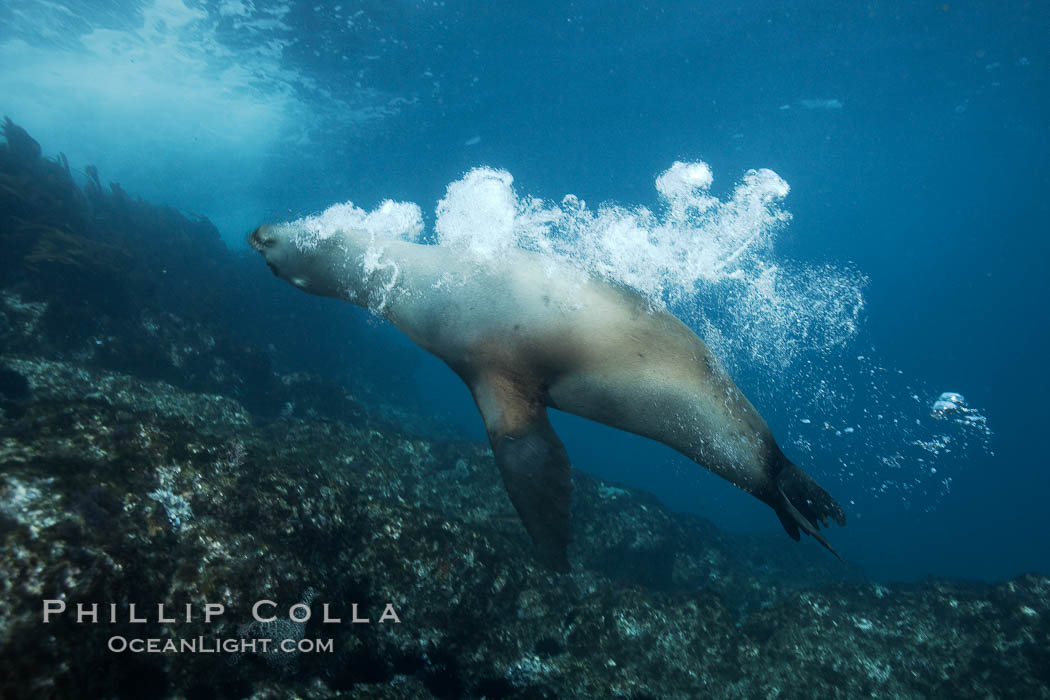California sea lions, underwater at Santa Barbara Island.  Santa Barbara Island, 38 miles off the coast of southern California, is part of the Channel Islands National Marine Sanctuary and Channel Islands National Park.  It is home to a large population of sea lions. USA, Zalophus californianus, natural history stock photograph, photo id 23493