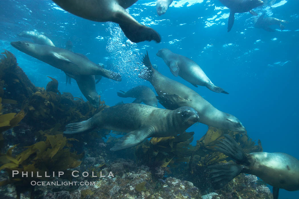 California sea lions, underwater at Santa Barbara Island.  Santa Barbara Island, 38 miles off the coast of southern California, is part of the Channel Islands National Marine Sanctuary and Channel Islands National Park.  It is home to a large population of sea lions. USA, Zalophus californianus, natural history stock photograph, photo id 23533