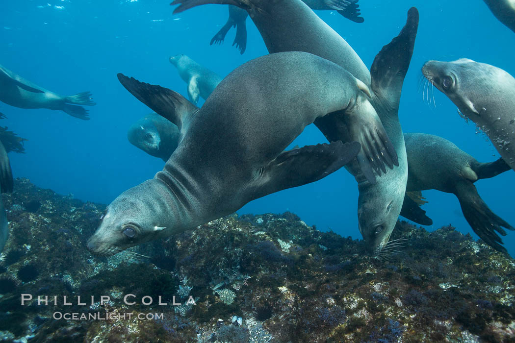 California sea lions, underwater at Santa Barbara Island.  Santa Barbara Island, 38 miles off the coast of southern California, is part of the Channel Islands National Marine Sanctuary and Channel Islands National Park.  It is home to a large population of sea lions. USA, Zalophus californianus, natural history stock photograph, photo id 23541