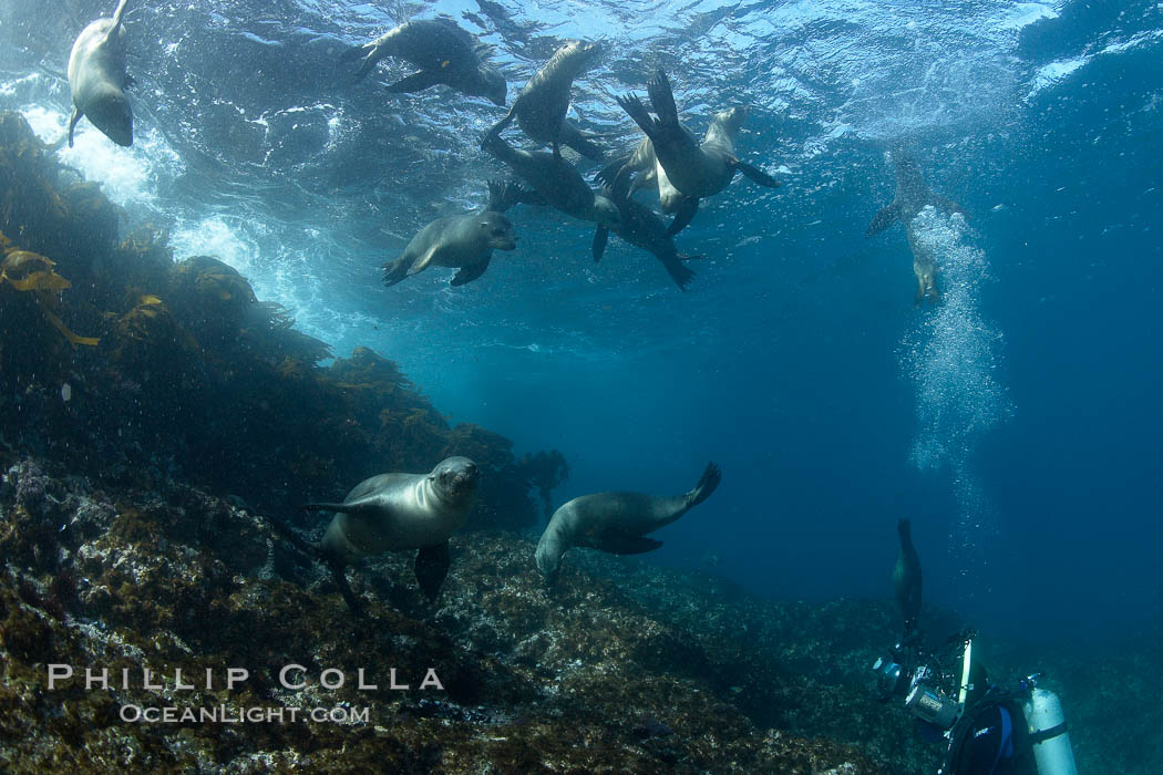 California sea lions, underwater at Santa Barbara Island.  Santa Barbara Island, 38 miles off the coast of southern California, is part of the Channel Islands National Marine Sanctuary and Channel Islands National Park.  It is home to a large population of sea lions. USA, Zalophus californianus, natural history stock photograph, photo id 23549