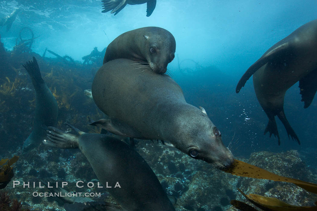California sea lions, underwater at Santa Barbara Island.  Santa Barbara Island, 38 miles off the coast of southern California, is part of the Channel Islands National Marine Sanctuary and Channel Islands National Park.  It is home to a large population of sea lions. USA, Zalophus californianus, natural history stock photograph, photo id 23577