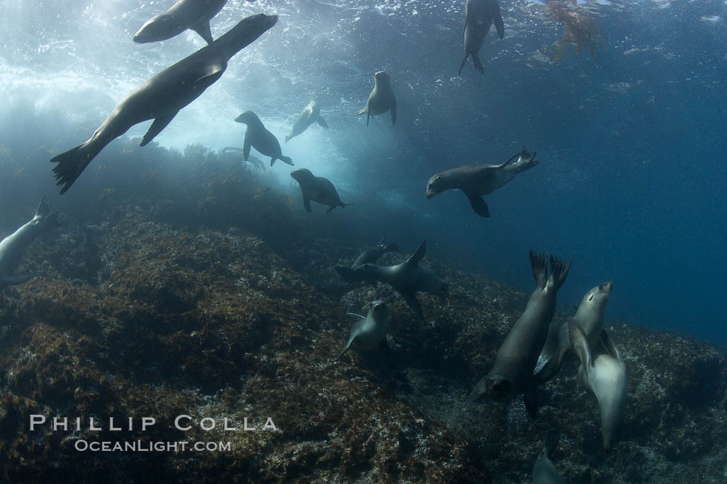 California sea lions, underwater at Santa Barbara Island.  Santa Barbara Island, 38 miles off the coast of southern California, is part of the Channel Islands National Marine Sanctuary and Channel Islands National Park.  It is home to a large population of sea lions. USA, Zalophus californianus, natural history stock photograph, photo id 23581