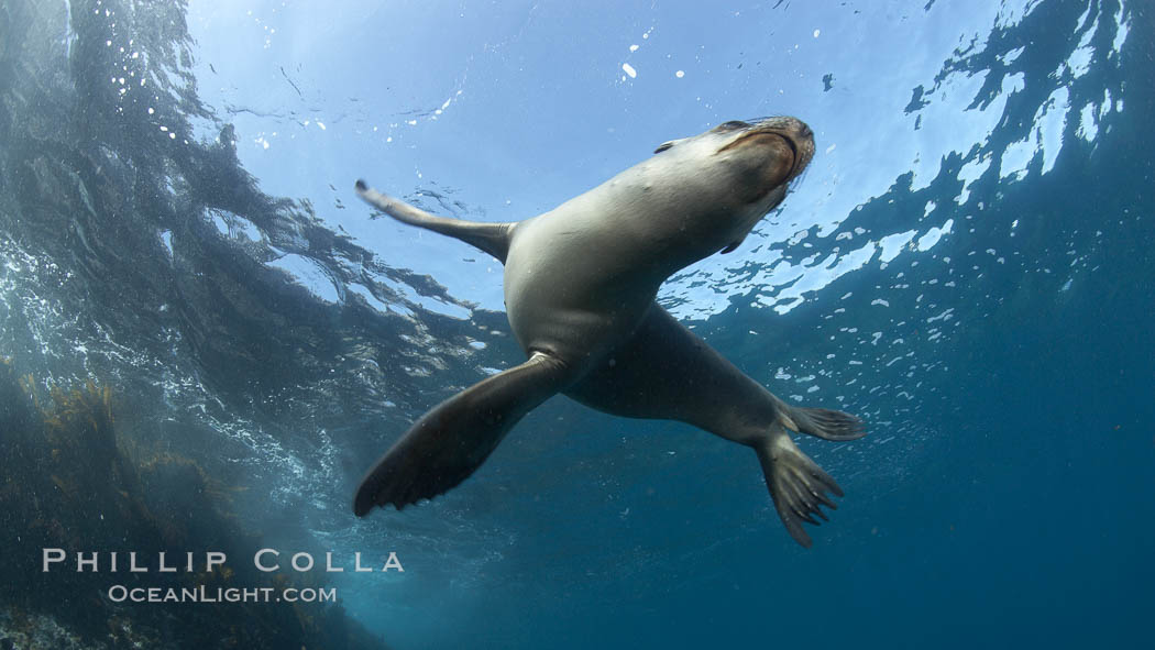 California sea lion, underwater at Santa Barbara Island.  Santa Barbara Island, 38 miles off the coast of southern California, is part of the Channel Islands National Marine Sanctuary and Channel Islands National Park.  It is home to a large population of sea lions. USA, Zalophus californianus, natural history stock photograph, photo id 23585